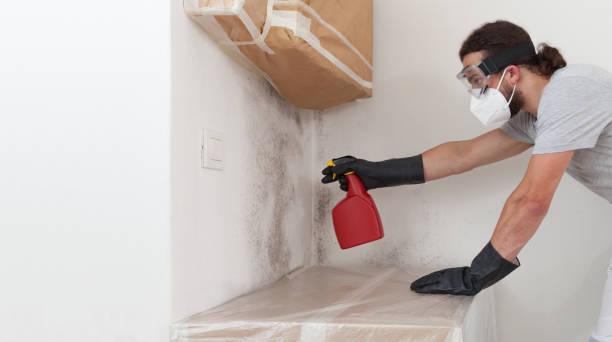 Professional Basement Mold Removal technician working in Lyons, IL