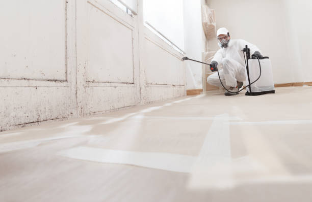 24/7 Emergency Basement Mold Removal experts in Lyons, IL